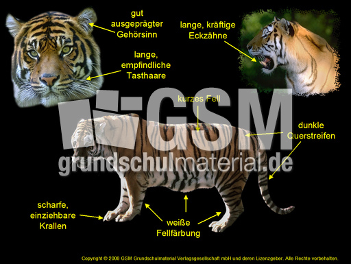 Tiger-Aussehen-Körperbau.jpg